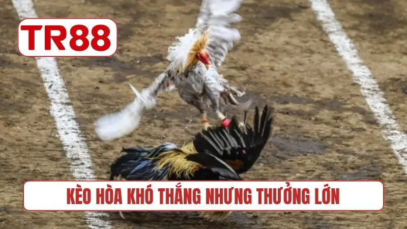 Kèo hòa khó thắng nhưng thưởng lớn